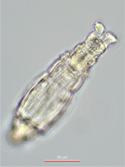Macrotrachela ehrenbergii
