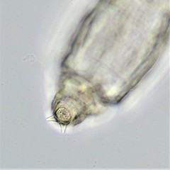 Macrotrachela ehrenbergii