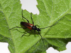 Stenurella melanura