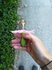 Passiflora tarminiana