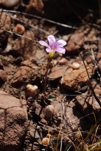 Image of Oxalis pocockiae by (c) Tony Rebelo, some rights reserved (CC BY-SA)