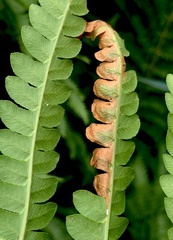 Chirosia filicis