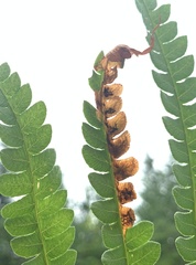 Chirosia filicis