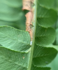 Chirosia filicis