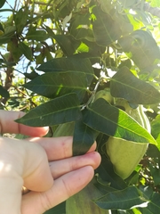 Passiflora tarminiana