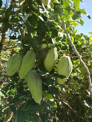 Passiflora tarminiana