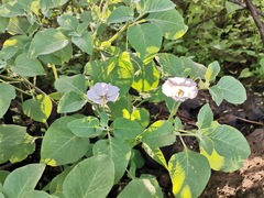 Lycianthes dejecta
