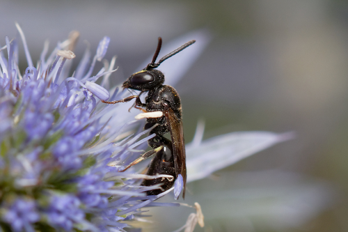 Hylaeus communis nuotrauka
