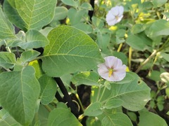 Lycianthes dejecta
