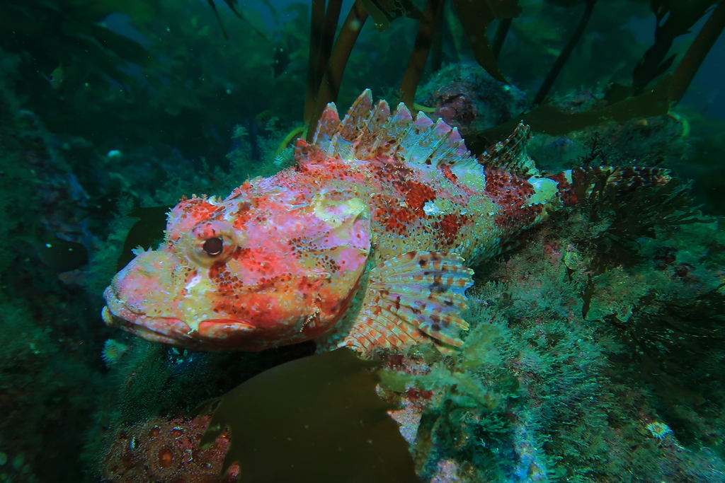 Billy bougain (Scorpaena cardinalis) — Scorpaenidae