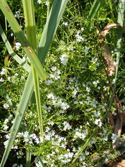 Galium rivale