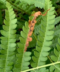 Chirosia filicis