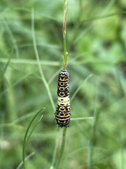 Papilio polyxenes