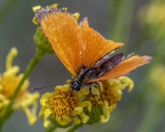 Lycaena virgaureae