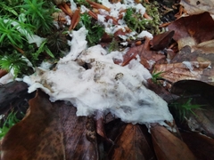 Fuligo cinerea