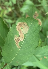 Agromyza valdorensis