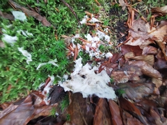 Fuligo cinerea