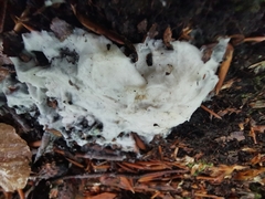 Fuligo cinerea