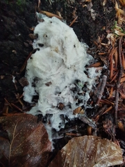 Fuligo cinerea
