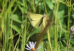 Colias gigantea