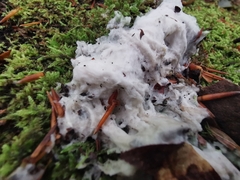 Fuligo cinerea