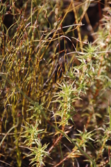 Cliffortia acanthophylla