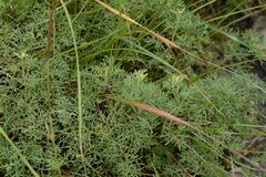 Artemisia alba