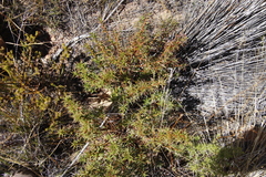 Cliffortia acanthophylla