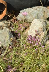 Centranthus angustifolius