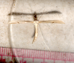 Hellinsia kellicottii