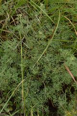 Artemisia alba