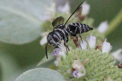Coelioxys octodentatus