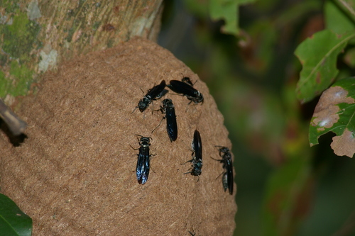 Synoeca surinama photo 3