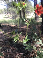 Potentilla thurberi