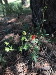 Potentilla thurberi