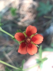 Potentilla thurberi
