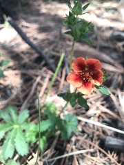 Potentilla thurberi