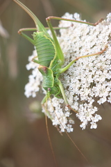 Ephippiger perforatus