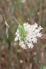 Ephippiger perforatus