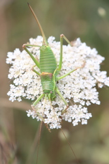 Ephippiger perforatus