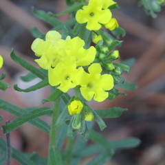 Lithospermum cobrense