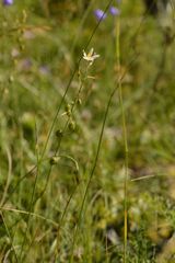Anthericum liliago