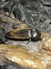 Physorhinus fusculus