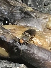 Physorhinus fusculus