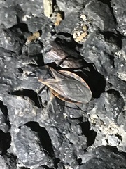 Triatoma rubida