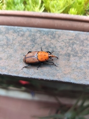 Rhynchophorus ferrugineus