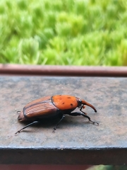 Rhynchophorus ferrugineus