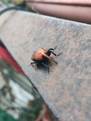Rhynchophorus ferrugineus