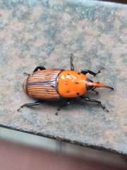 Rhynchophorus ferrugineus