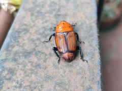 Rhynchophorus ferrugineus